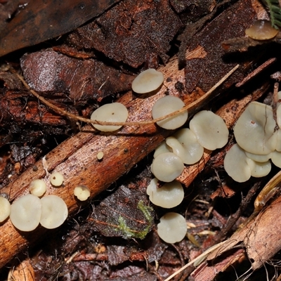 Hymenoscyphus at Paddys River, ACT - 11 Jun 2025 by TimL