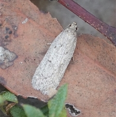 Oecophoridae (family) (Unidentified Oecophorid concealer moth) at Hall, ACT - 14 Jun 2025 by Anna123
