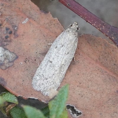 Oecophoridae (family) (Unidentified Oecophorid concealer moth) at Hall, ACT - 14 Jun 2025 by Anna123