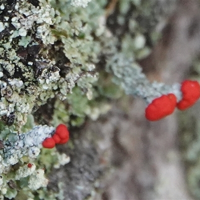 Cladonia sp. (genus) (Cup Lichen) at Hall, ACT - 14 Jun 2025 by Anna123