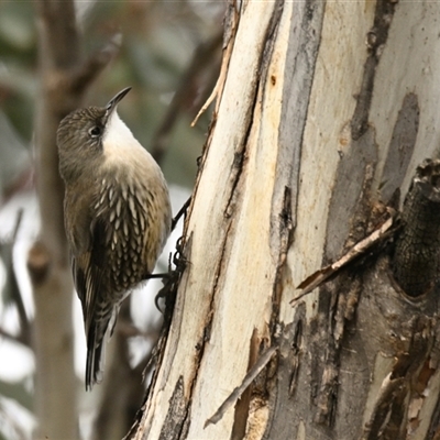 Cormobates leucophaea (White-throated Treecreeper) at Hawker, ACT - 15 Jun 2025 by Thurstan