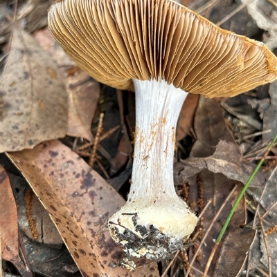 Cortinarius sp. (Cortinarius) at Moruya, NSW - 15 Jun 2025 by LisaH