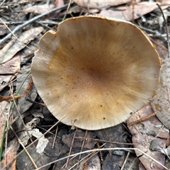 Cortinarius sp. at Moruya, NSW - suppressed