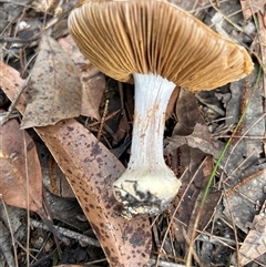 Cortinarius sp. at Moruya, NSW - suppressed