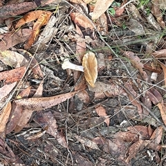 Cortinarius sp. at Moruya, NSW - suppressed