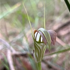 Pterostylis grandiflora (Cobra Greenhood) at Moruya, NSW - 15 Jun 2025 by LisaH