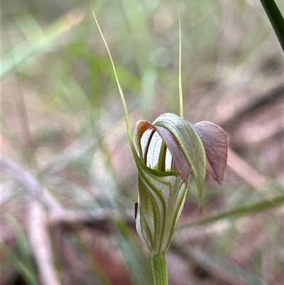 Pterostylis grandiflora (Cobra Greenhood) at Moruya, NSW - 15 Jun 2025 by LisaH