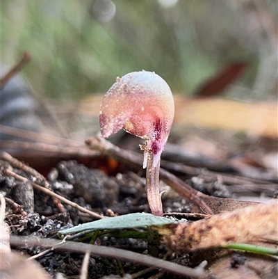 Corybas aconitiflorus (Spurred Helmet Orchid) by LisaH