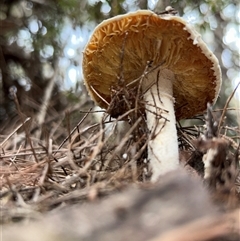 Unverified Cap on a stem; teeth below cap by LisaH