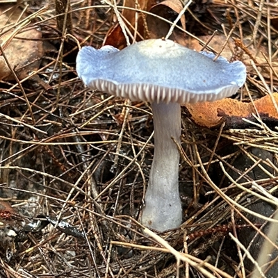 Entoloma sp. by LisaH