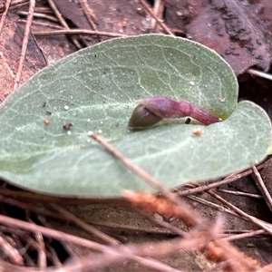Corybas unguiculatus (Small Helmet Orchid) at Moruya, NSW - 15 Jun 2025 by LisaH