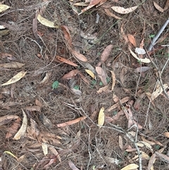 Corybas unguiculatus at Moruya, NSW - suppressed