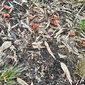 Leratiomyces ceres at Alphington, VIC - 14 Jun 2025 02:31 PM