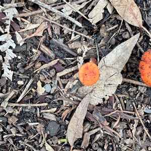 Leratiomyces ceres at Alphington, VIC - 14 Jun 2025 02:31 PM