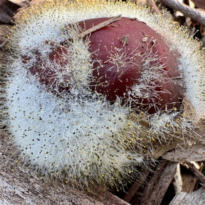 Spinellus sp. at Alphington, VIC - 14 Jun 2025 by Hejor1