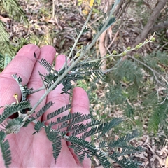 Acacia dealbata (Silver Wattle) at Alphington, VIC - 14 Jun 2025 by Hejor1
