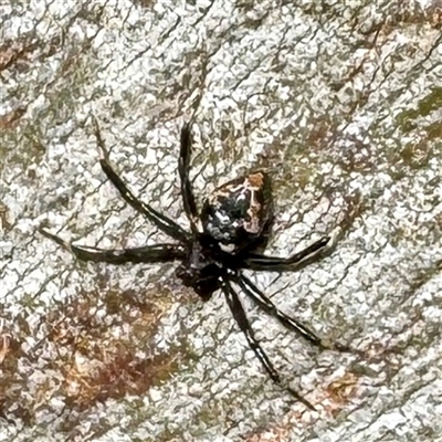 Euryopis splendens (Splendid tick spider) at Alphington, VIC - 14 Jun 2025 by Hejor1