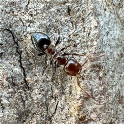Crematogaster sp. (genus) at Alphington, VIC - 14 Jun 2025 by Hejor1