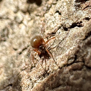 Theridiidae (family) at Alphington, VIC - 14 Jun 2025 by Hejor1