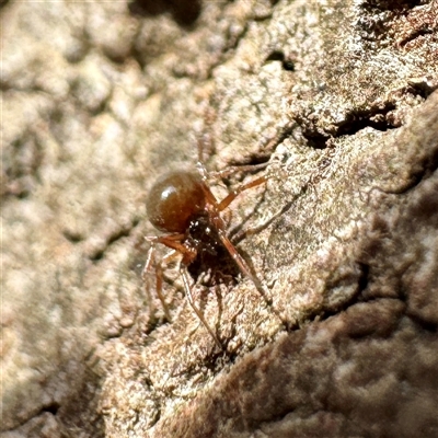Euryopis sp. (genus) at Alphington, VIC - 14 Jun 2025 by Hejor1