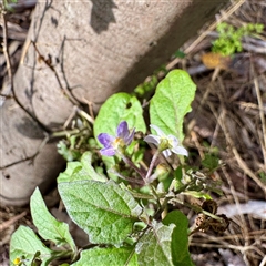 Solanum (genus) at Alphington, VIC - 14 Jun 2025 by Hejor1