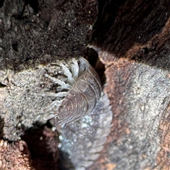 Armadillidium vulgare at Alphington, VIC - Yesterday by Hejor1