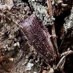 Crepidomenus sp. (genus) at Alphington, VIC - 14 Jun 2025 by Hejor1