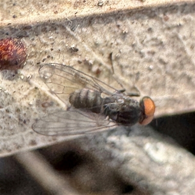 Lindneromyia sp. at Alphington, VIC - 14 Jun 2025 by Hejor1