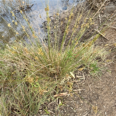 Juncus (genus) (A Rush) at Alphington, VIC - 14 Jun 2025 by Hejor1