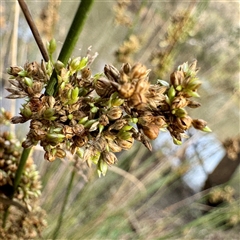 Juncus (genus) at Alphington, VIC - 14 Jun 2025 01:32 PM