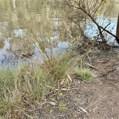 Juncus (genus) at Alphington, VIC - 14 Jun 2025 01:32 PM