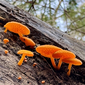 Favolaschia calocera at Alphington, VIC - 14 Jun 2025 by Hejor1