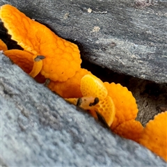 Favolaschia calocera at Alphington, VIC - 14 Jun 2025 01:33 PM