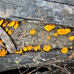 Favolaschia calocera at Alphington, VIC - 14 Jun 2025 01:33 PM