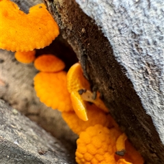 Favolaschia calocera at Alphington, VIC - 14 Jun 2025 01:33 PM
