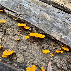 Favolaschia calocera at Alphington, VIC - 14 Jun 2025 01:33 PM