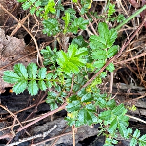 Acaena (genus) at Alphington, VIC - 14 Jun 2025 01:34 PM