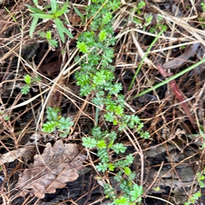 Acaena (genus) at Alphington, VIC - 14 Jun 2025 01:34 PM