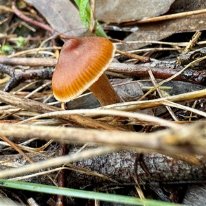 Cortinarius sp. (Cortinarius) at Alphington, VIC - 14 Jun 2025 by Hejor1