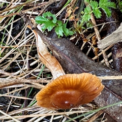 Cortinarius sp. at Alphington, VIC - 14 Jun 2025 01:35 PM