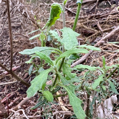 Senecio (genus) at Alphington, VIC - 14 Jun 2025 by Hejor1