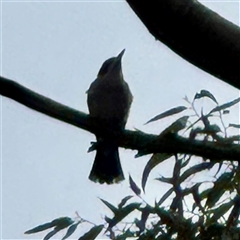 Cracticus torquatus at Alphington, VIC - 14 Jun 2025 01:47 PM