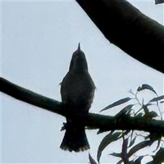 Cracticus torquatus at Alphington, VIC - 14 Jun 2025 01:47 PM