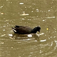 Gallinula tenebrosa (Dusky Moorhen) at Alphington, VIC - 14 Jun 2025 by Hejor1