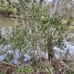 Melaleuca (genus) at Alphington, VIC - Yesterday by Hejor1