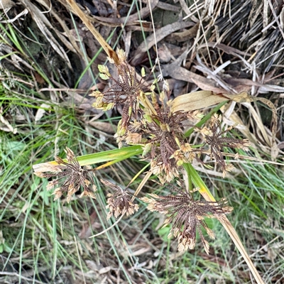 Cyperus eragrostis (Umbrella Sedge) at Alphington, VIC - 14 Jun 2025 by Hejor1
