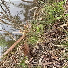 Cyperus eragrostis at Alphington, VIC - 14 Jun 2025 01:57 PM