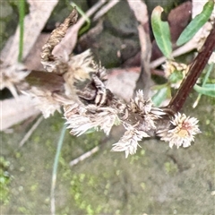 Alternanthera denticulata (Lesser Joyweed) at Alphington, VIC - 14 Jun 2025 by Hejor1
