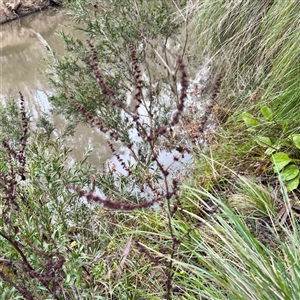 Rumex sp. (A Dock) at Alphington, VIC - 14 Jun 2025 by Hejor1