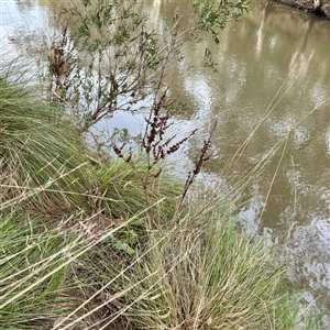 Rumex sp. at Alphington, VIC - 14 Jun 2025 02:02 PM